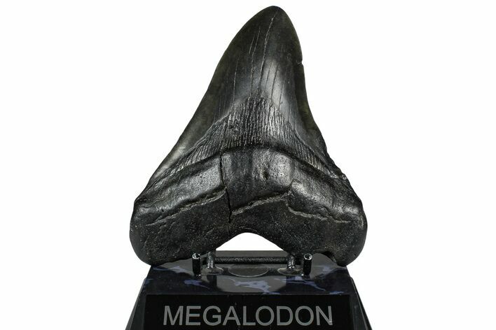 Fossil Megalodon Tooth - South Carolina #360776
